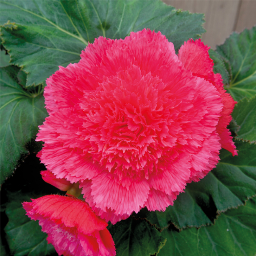 Picture of Begonia P Fimbriata Pink 3 /1