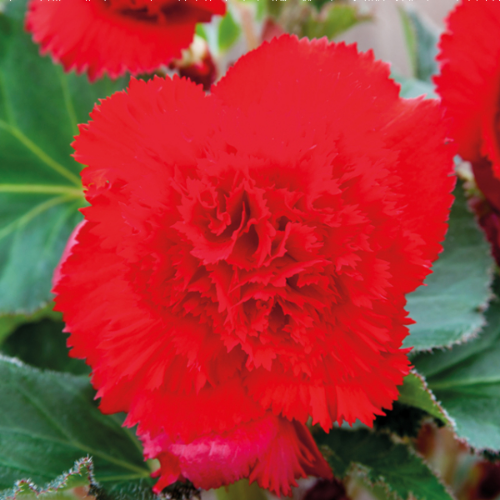 Picture of Begonia P Fimbriata Red 3 /1