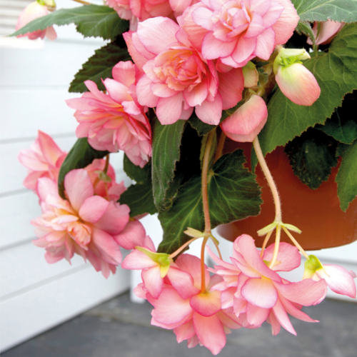 Picture of Begonia P Pendula Pink 2 /1