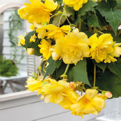 Picture of Begonia P Pendula Yellow 2 /1