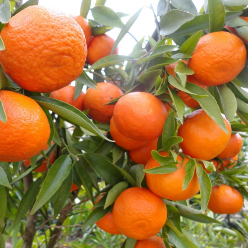 Picture of Mandarina, Citrus Reticulata, C9,5 L, 50/60 cm