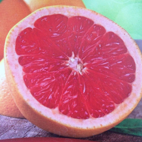 Picture of Grejpfrut March Seedless, C9,5 L, 60/80 cm