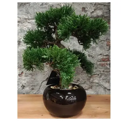 Bonsai u Saksiji Atmosfera 116179 Bonsai u Saksiji Atmosfera 116179